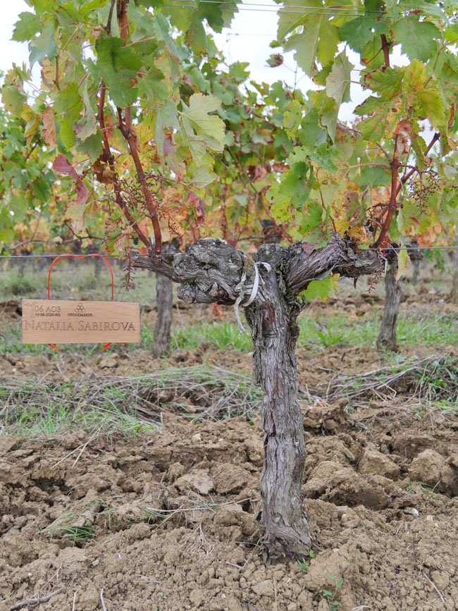 Виноградник на урожай